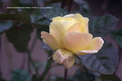 植物園の花041