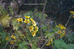 植物園の花027