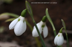植物園の花046