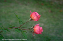 植物園の花025