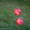 植物園の花025
