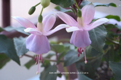 家の花012