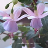 家の花012