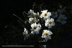 植物園の花015