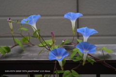 家の花005