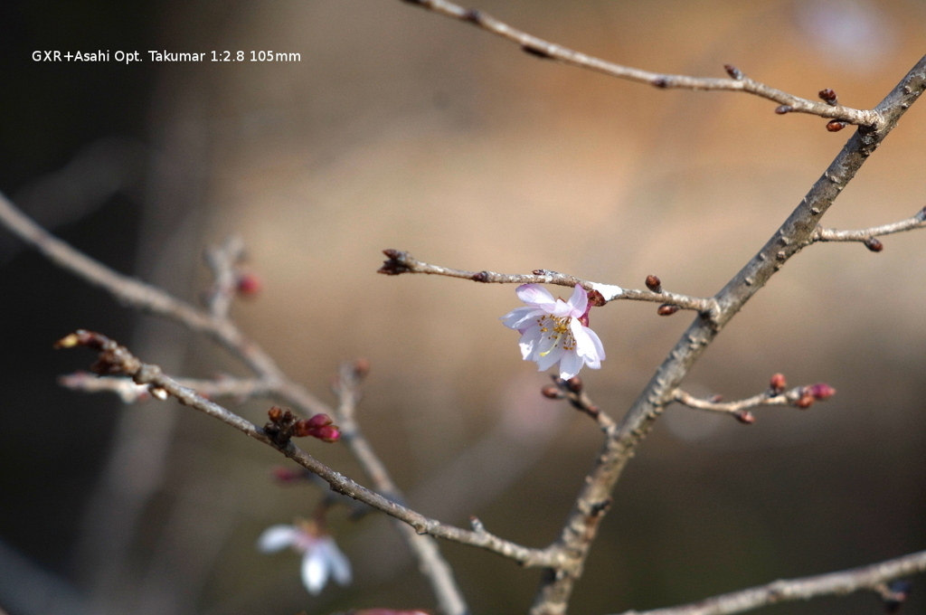 植物園の花051