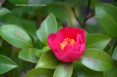 近くの公園の花004