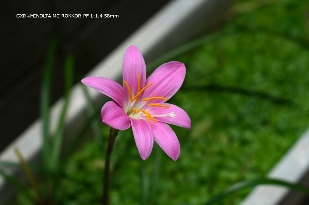 家の花097
