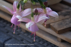 家の花015