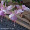 家の花015