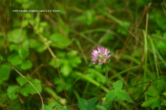 山の花002 山の花002