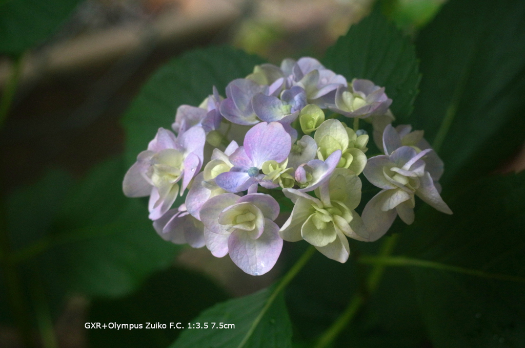 近くの公園の花034