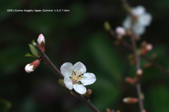 近くの公園の花005