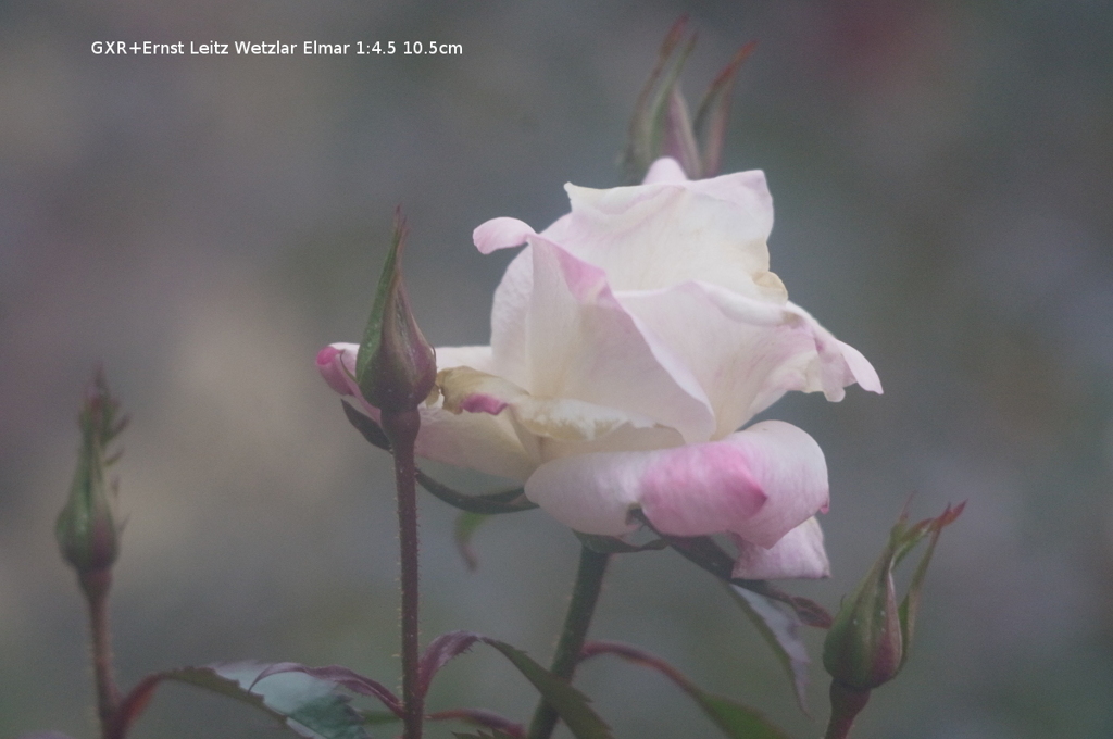 植物園の花040