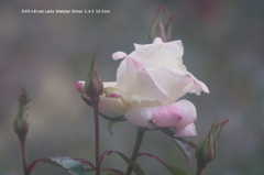 植物園の花040