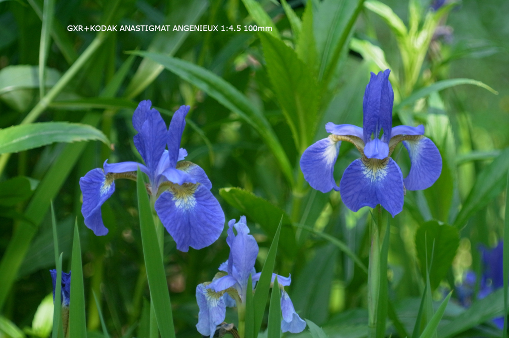 植物園の花079