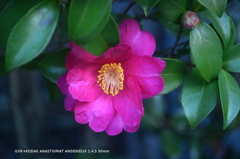 近くの公園の花002