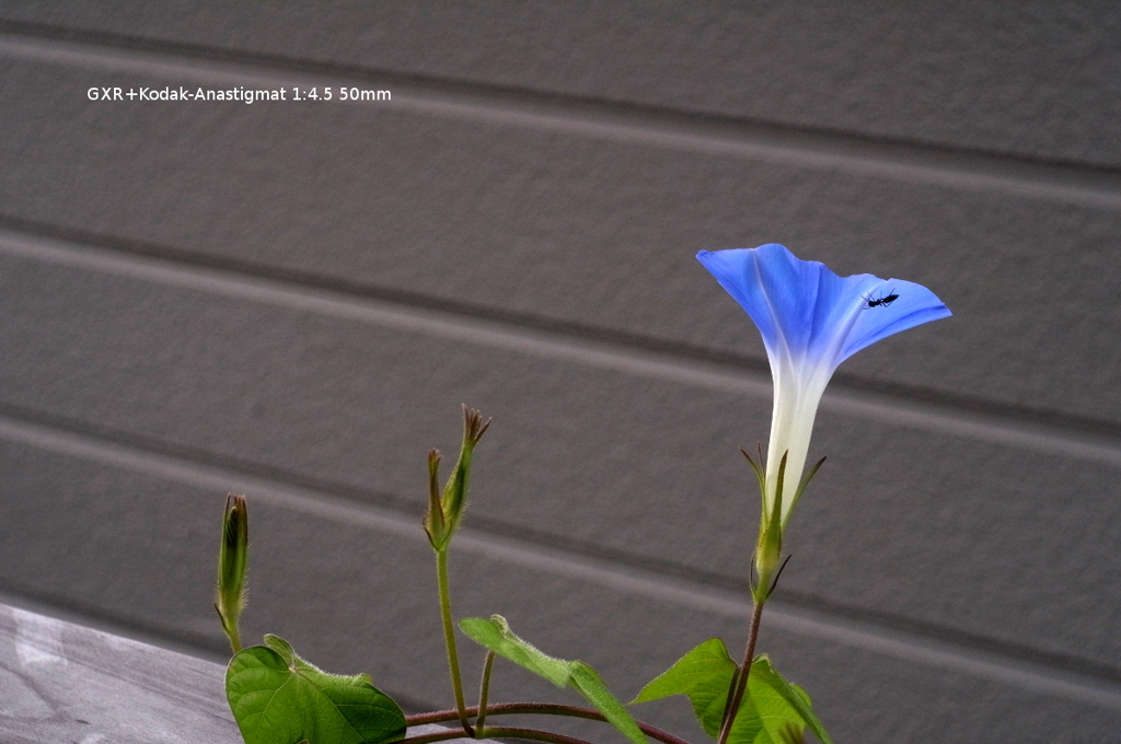 家の花004