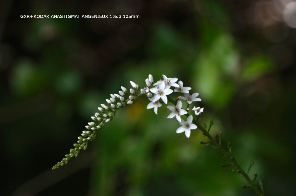 植物園の花131