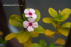 家の花011