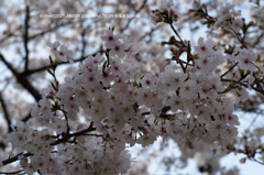 近くの公園の花009