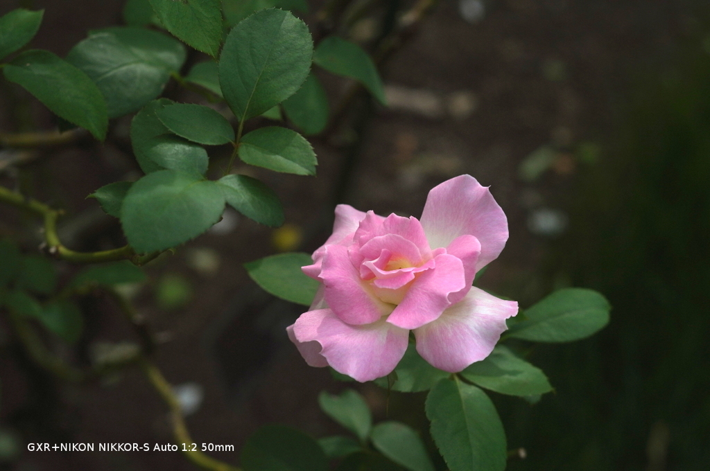 植物園の花002