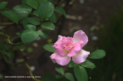 植物園の花002 植物園の花002