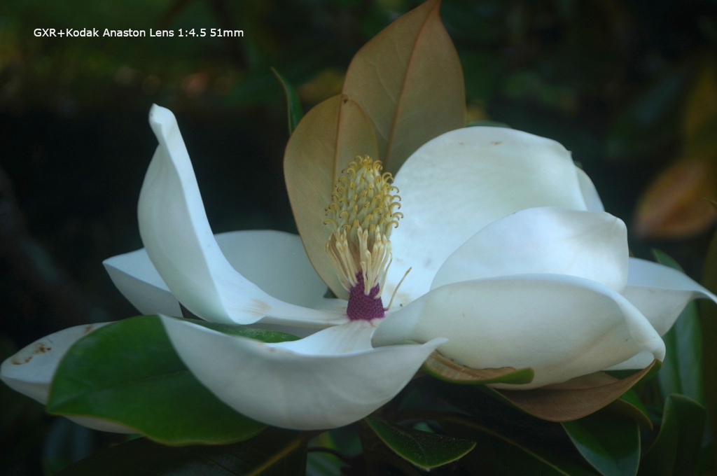 植物園の花115