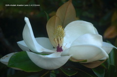 植物園の花115
