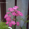 家の花073