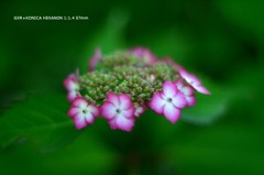 植物園の花111