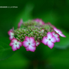 植物園の花111