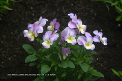植物園の花013