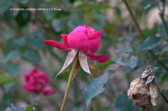 植物園の花030
