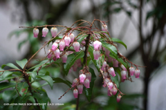 植物園の花062