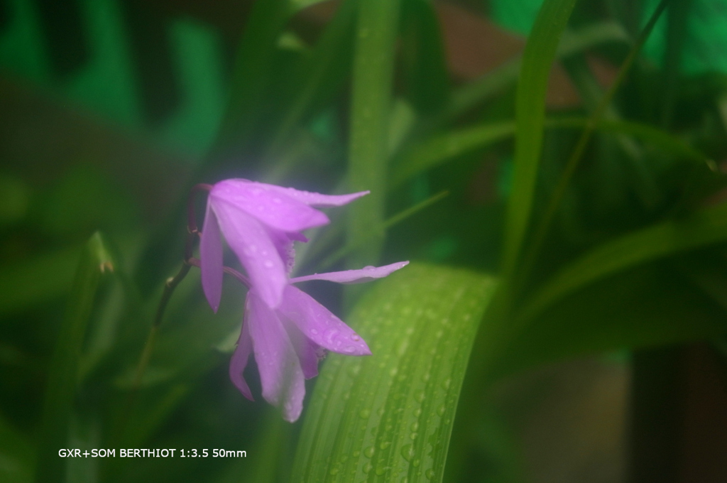 家の花066