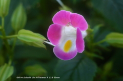 家の花006