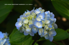 植物園の花136