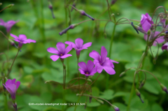 植物園の花089