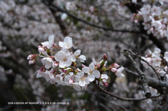 近くの公園の花017