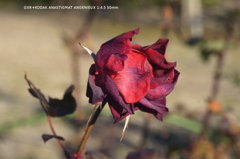 植物園の花031