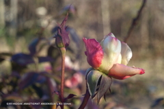 植物園の花032