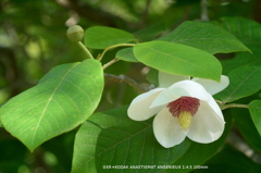 植物園の花001 植物園の花001