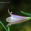 植物園の花100