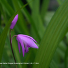 家の花077