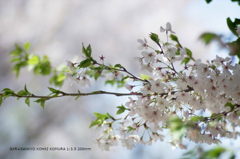 近くの公園の花021