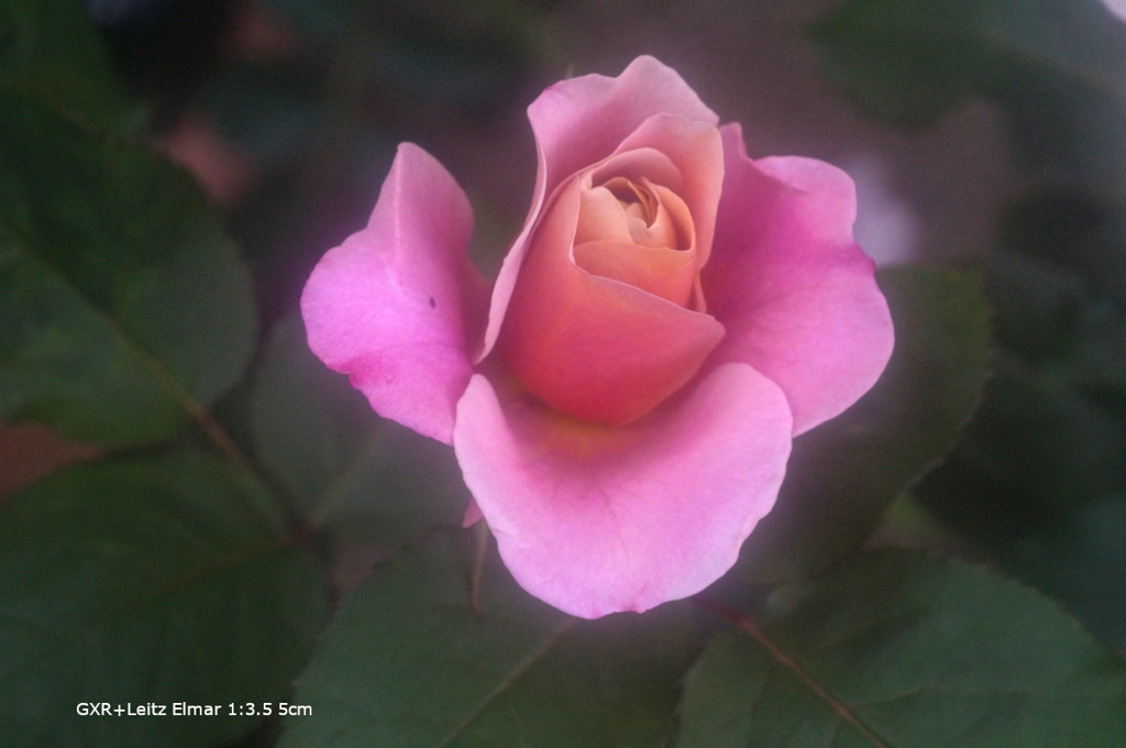 植物園の花095