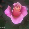 植物園の花095