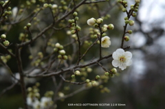 植物園の花043