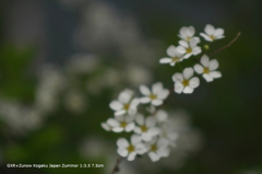 近くの公園の花008